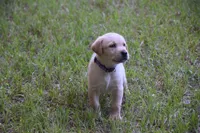 purple collar, a female Labrador Retriever for sale in Oviedo, FL – 6 of 7