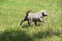 AKC silver girl lime green collar, a female Labrador Retriever for sale in Oviedo, FL – 4 of 5