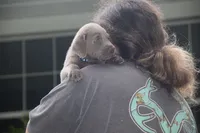 AKC Silver Blue Collar, a male Labrador Retriever for sale in Oviedo, FL – 5 of 6
