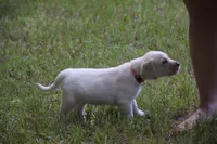 Orange collar, a male Labrador Retriever for sale in Oviedo, FL – 7 of 8