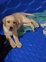 purple collar girl, a female Labrador Retriever for sale in Oviedo, FL – 2 of 9