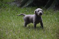 AKC Silver Blue Collar, a male Labrador Retriever for sale in Oviedo, FL – 3 of 6