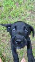 AKC Black Girl , a female Labrador Retriever for sale in Oviedo, FL – 8 of 10