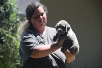 akc orange silver, a female Labrador Retriever for sale in Oviedo, FL – 2 of 7