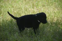 Black Neon Green collar, a female Labrador Retriever for sale in Oviedo, FL – 3 of 8