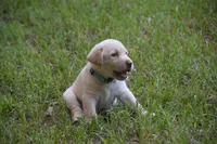 light blue, a male Labrador Retriever for sale in Oviedo, FL – 5 of 6