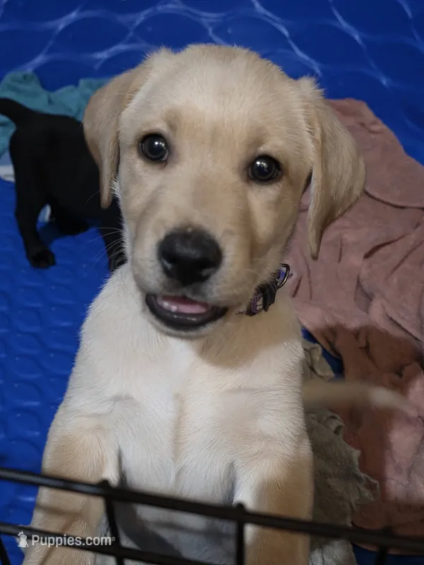 purple collar girl – Labrador Retriever puppy for sale in Oviedo, FL