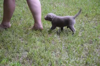 Silver Pink Collar, a female Labrador Retriever for sale in Oviedo, FL – 6 of 9