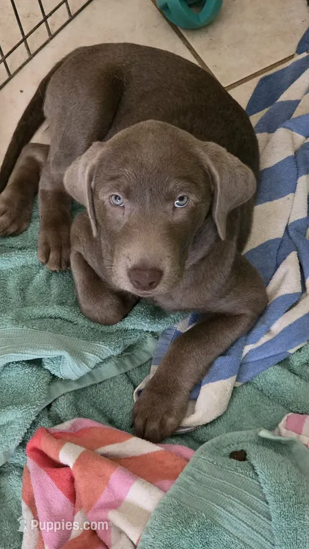 AKC silver girl lime green collar – Labrador Retriever puppy for sale in Oviedo, FL