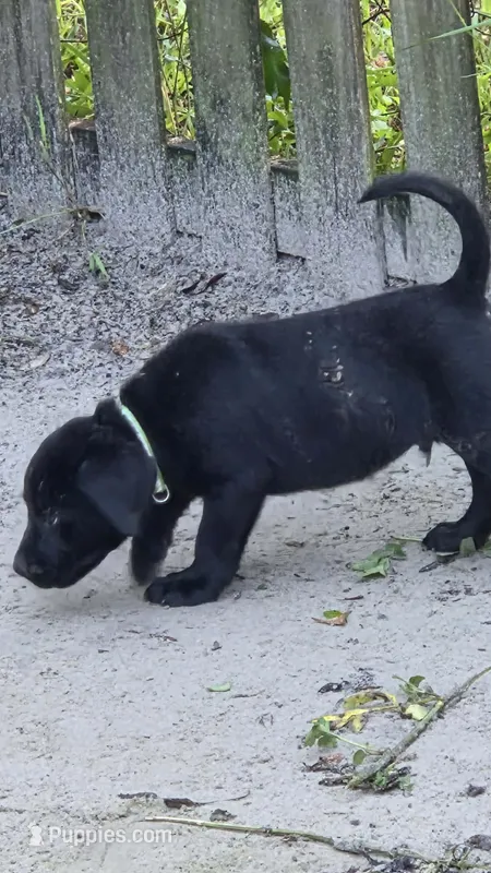 Black Neon Green collar – Labrador Retriever puppy for sale in Oviedo, FL