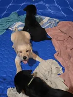 purple collar girl, a female Labrador Retriever for sale in Oviedo, FL – 3 of 9