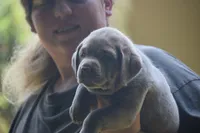 akc orange silver, a female Labrador Retriever for sale in Oviedo, FL – 7 of 7
