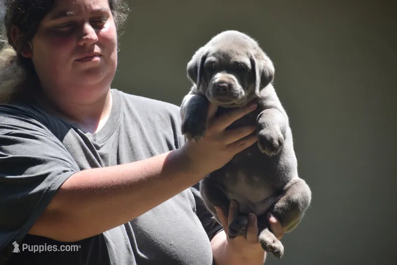 akc orange silver – Labrador Retriever puppy for sale in Oviedo, FL