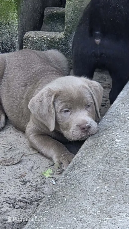akc orange silver – Labrador Retriever puppy for sale in Oviedo, FL