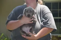 AKC silver girl lime green collar, a female Labrador Retriever for sale in Oviedo, FL – 2 of 5