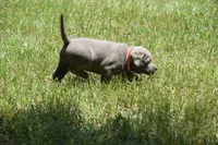 akc orange silver, a female Labrador Retriever for sale in Oviedo, FL – 5 of 7