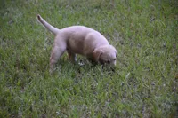 purple collar, a female Labrador Retriever for sale in Oviedo, FL – 2 of 7