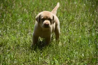 orange plaid Boy , a male Labrador Retriever for sale in Oviedo, FL – 3 of 6