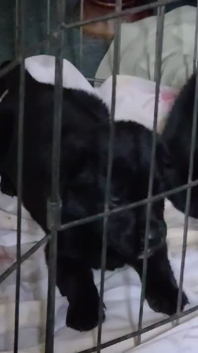 Black Neon Green collar, a female Labrador Retriever for sale in Oviedo, FL – 7 of 8