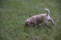 purple collar, a female Labrador Retriever for sale in Oviedo, FL – 4 of 7