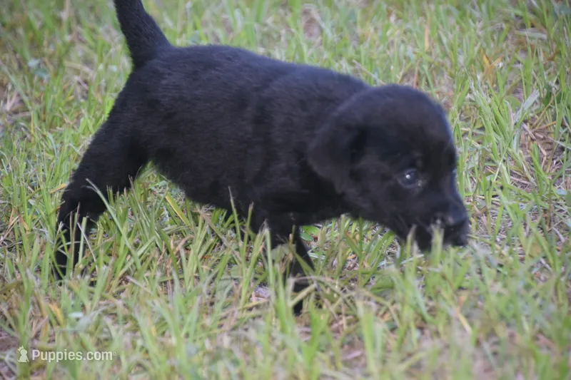 Black Girl  – Labrador Retriever puppy for sale in Oviedo, FL