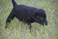 Black Girl , a female Labrador Retriever for sale in Oviedo, FL – 1 of 4