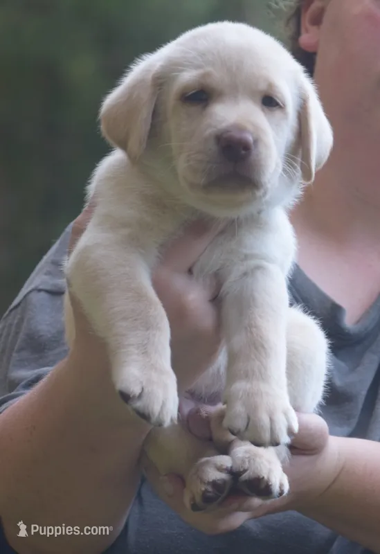 light blue – Labrador Retriever puppy for sale in Oviedo, FL