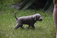 AKC Silver Blue Collar, a male Labrador Retriever for sale in Oviedo, FL – 6 of 6