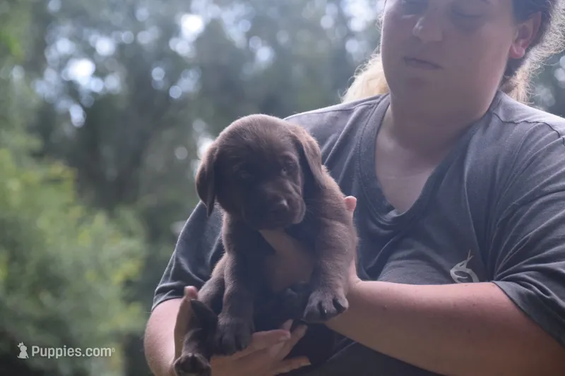 akc chocolate boy green collar – Labrador Retriever puppy for sale in Oviedo, FL