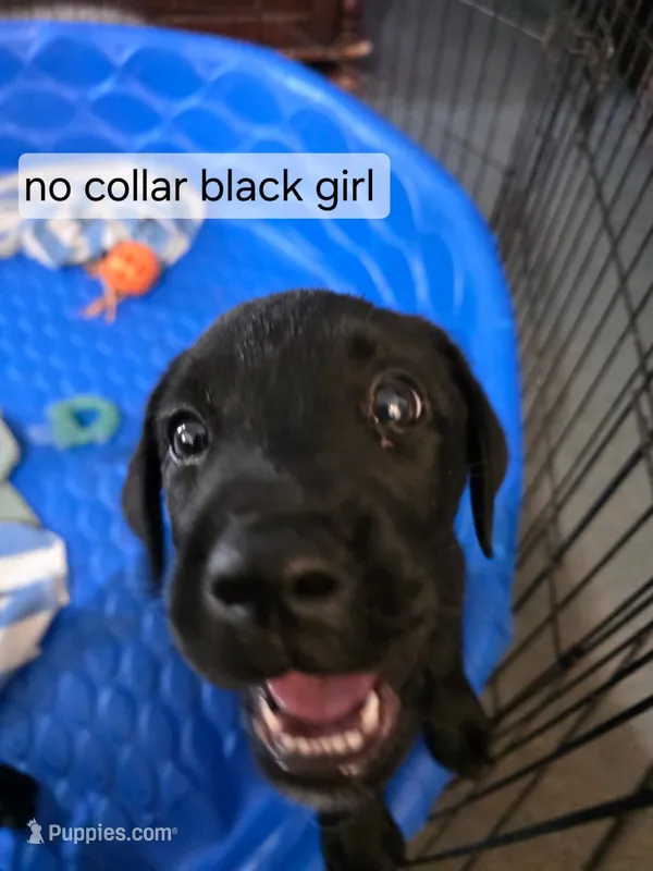 Black Girl  – Labrador Retriever puppy for sale in Oviedo, FL