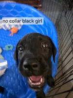 AKC Black Girl , a female Labrador Retriever for sale in Oviedo, FL – 2 of 10