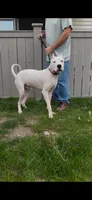 Nito, a male Dogo Argentino for sale in Mount Prospect, IL – Photo 3 of 4