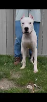 Nito, a male Dogo Argentino for sale in Mount Prospect, IL – Photo 4 of 4