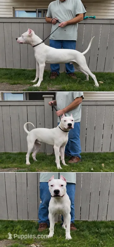 Nito – Dogo Argentino puppy for sale in Mount Prospect, IL