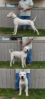 Nito, a male Dogo Argentino for sale in Mount Prospect, IL – Photo 1 of 4