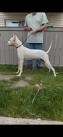 Nito, a male Dogo Argentino for sale in Mount Prospect, IL – Photo 2 of 4