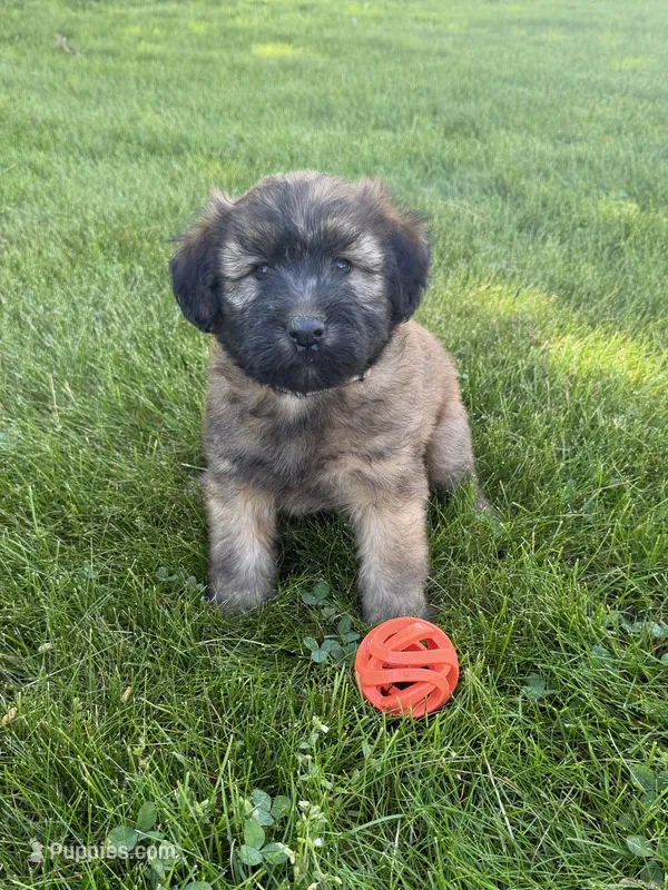 AKC Sarge – Soft Coated Wheaten Terrier puppy for sale in Milford, IN