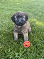 AKC Sarge, a male Soft Coated Wheaten Terrier for sale in Milford, IN – 1 of 4