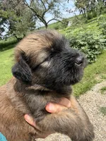 AKC Sarge, a male Soft Coated Wheaten Terrier for sale in Milford, IN – 2 of 4
