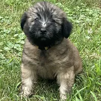 AKC Milo, a male Soft Coated Wheaten Terrier for sale in Milford, IN – Photo 8 of 10
