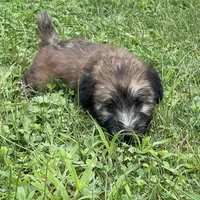 AKC Milo, a male Soft Coated Wheaten Terrier for sale in Milford, IN – Photo 1 of 10