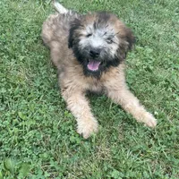 AKC Milo, a male Soft Coated Wheaten Terrier for sale in Milford, IN – Photo 7 of 10