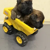 AKC Milo, a male Soft Coated Wheaten Terrier for sale in Milford, IN – Photo 5 of 10