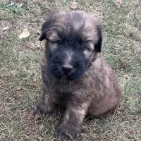 AKC Milo, a male Soft Coated Wheaten Terrier for sale in Milford, IN – Photo 10 of 10