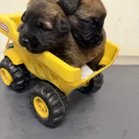 AKC Milo, a male Soft Coated Wheaten Terrier for sale in Milford, IN – Photo 4 of 10