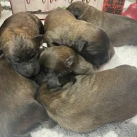 AKC Milo, a male Soft Coated Wheaten Terrier for sale in Milford, IN – Photo 3 of 10