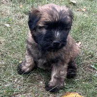 AKC Milo, a male Soft Coated Wheaten Terrier for sale in Milford, IN – Photo 9 of 10