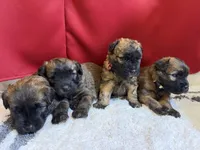 processed/0bdf17c0-30fa-4459-9fa8-ac9db6918846/listing/3183b867-e940-4354-8d2a-a9b1e2e5c779/c3040cc1-3920-4567-8e85-c5c78e9683ee