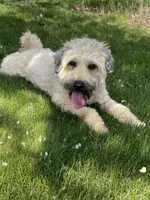 AKC Sarge, a male Soft Coated Wheaten Terrier for sale in Milford, IN – 4 of 4