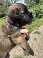 AKC Kirby, a male Soft Coated Wheaten Terrier for sale in Milford, IN – 3 of 5